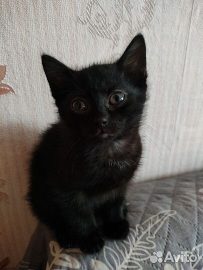 Котята в ответсвеные руки