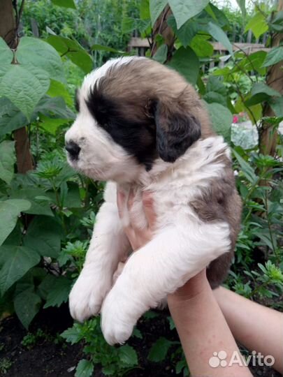 Щенки сенбернара