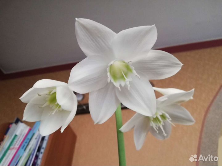 Эухарис амазонская лилия