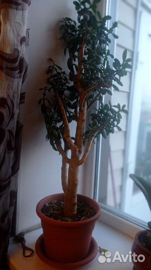 Толстянка.Филодендрон. Гипиаструм