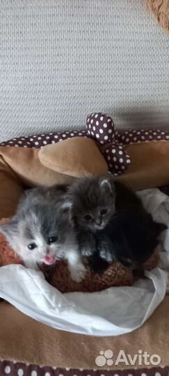 Кошки в добрые руки бесплатно