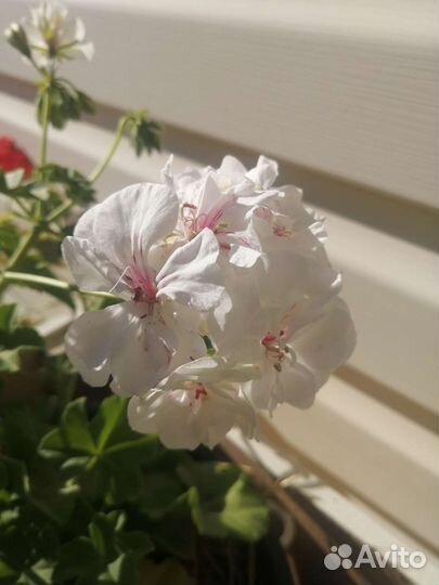 Плющелистная пеларгония