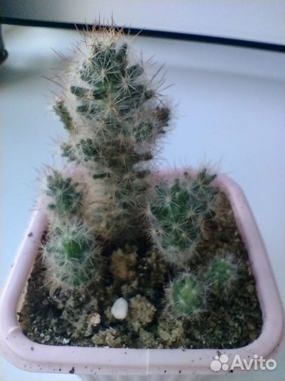 Кактусы бесплатно