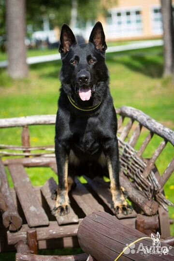 Кобель вязка