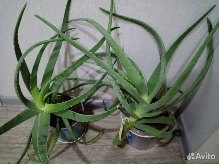 Алоэ вера 50 см, возраст 5 лет