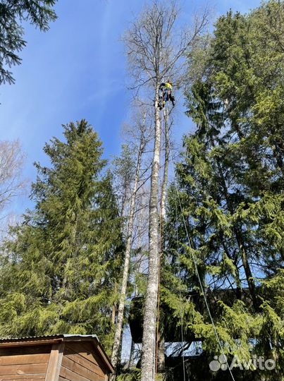 Спил деревьев