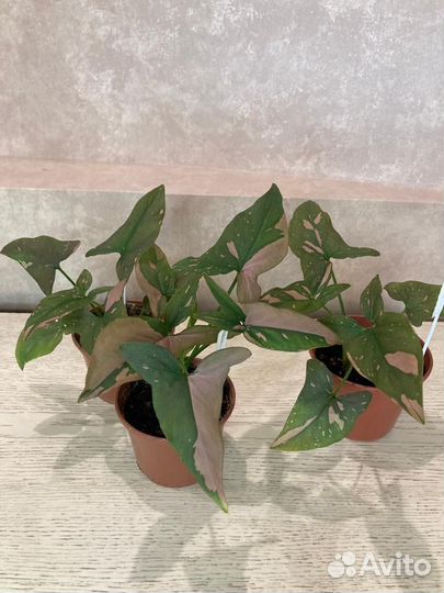 Комнатные растения