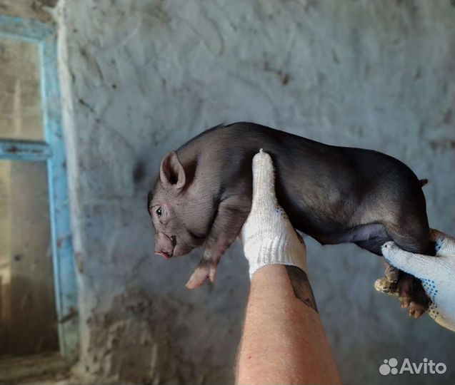 Вьетнамские вислобрюхие поросята