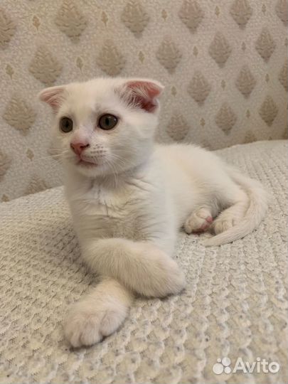 Отдам в добрые руки