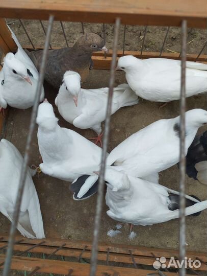 Бойные голуби