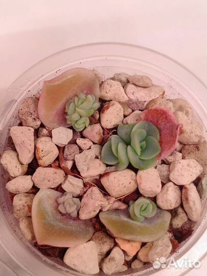 Суккуленты