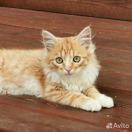 Рыжий котенок в добрые руки