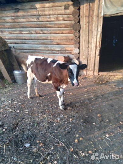 Теленок, корова