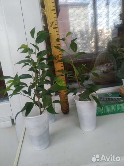 Фикус бенджамина