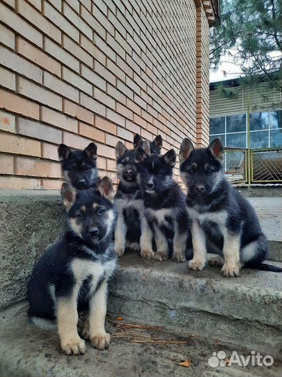 Домашние животные собаки щенки бесплатно