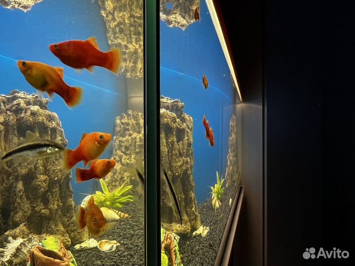 Аквариум 160л с тумбой и оборудованием