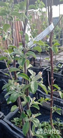 Саженцы яблонь в ассортименте