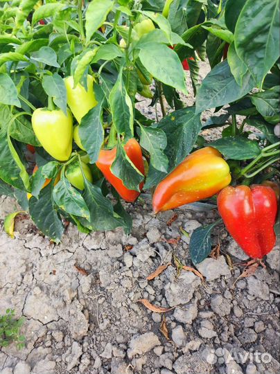 Перец болгарский оптом