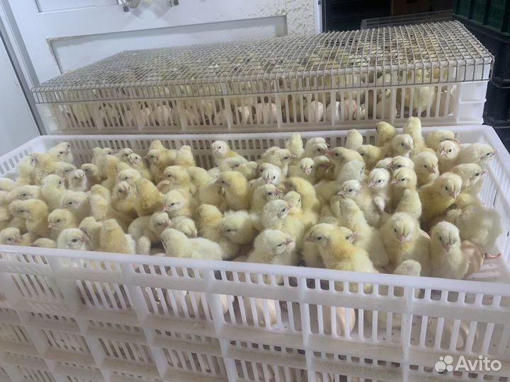 Суточный Бройлер