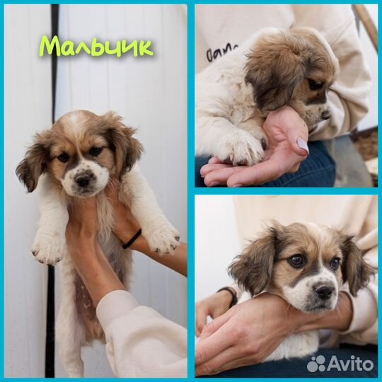 Щенок мальчик мелкий