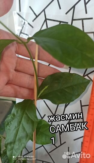 Жасмин Самбак