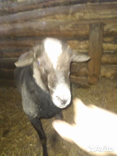 Бараны романовской породы на племя