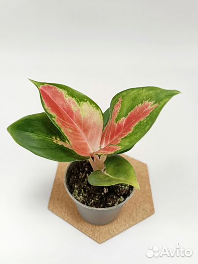 Аглонемы сортовые