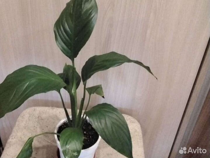 Спатифиллум