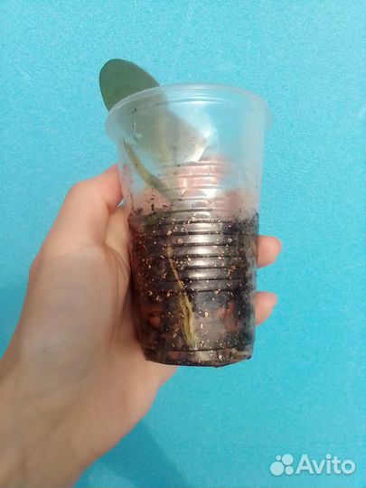 Сциндапсус Сильвер Энн, сциндапсус Экзотика