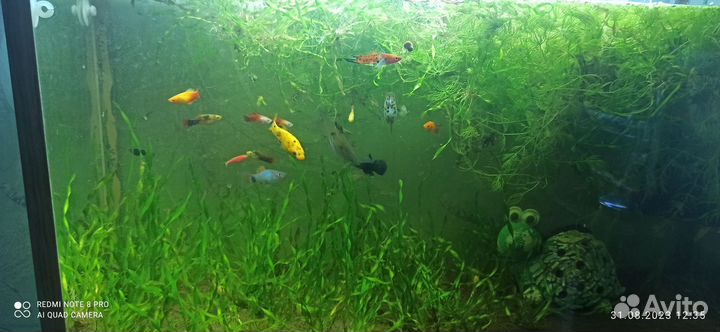 Аквариумные рыбки