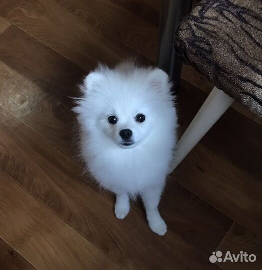 Белый померанский шпиц