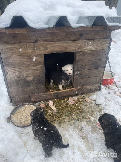 Щенок в добрые руки