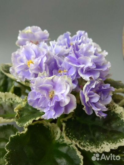 Цветущие фиалки