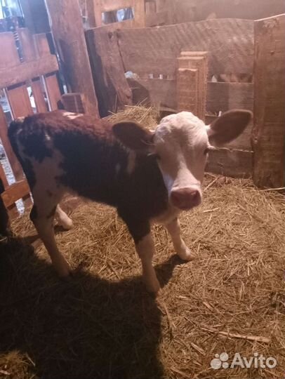 Корова с бычками