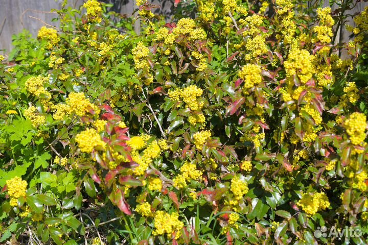 Магония Падуболистная