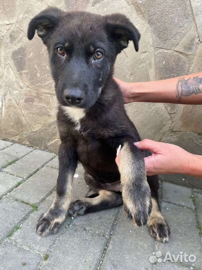 Восточноевропейская овчарка