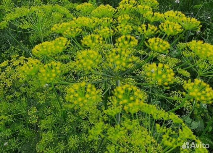 Укроп свежий
