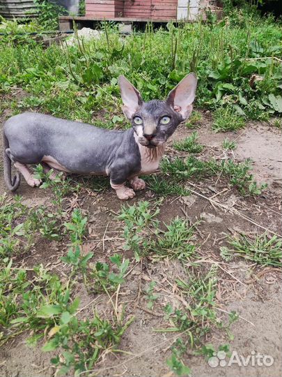 Бамбино мальчики