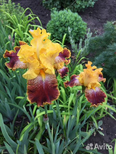 Ирисы переливчатые, вариегата, амена, пликата