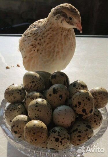 Яйца перепелиные домашние