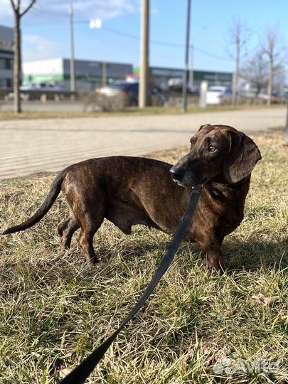 Такса мальчик в добрые руки