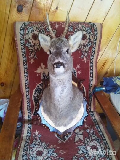 Чучела животных