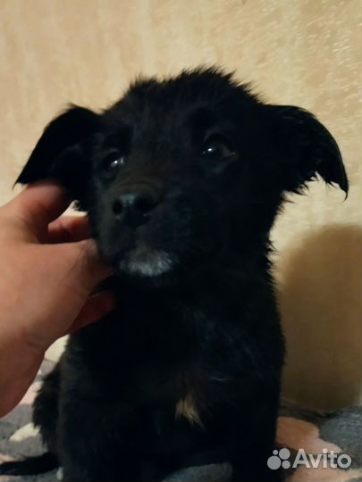 Щенок 2 мес