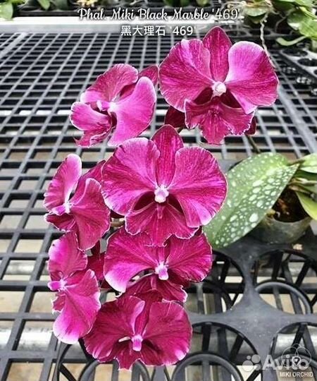 Орхидея Miki Black Marble