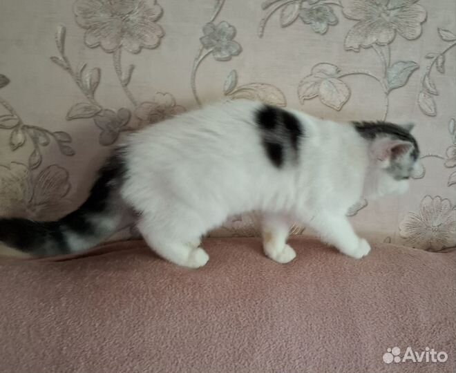 Экзотические котята