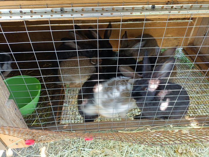 Кролики крольчата