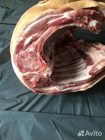 Передок Домашнего Поросенка