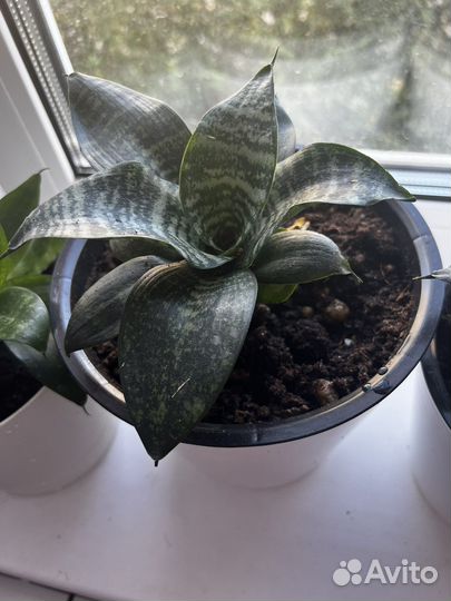 Сансевиерия