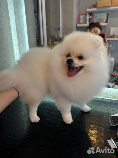 Померанский шпиц