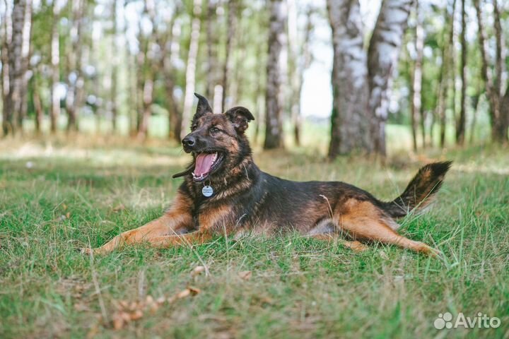Метис бельгийской овчарки ищет дом